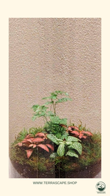 Terrarium M Size