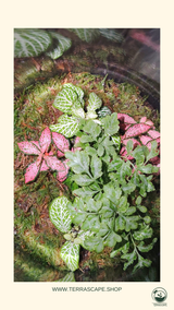 Terrarium L Size