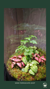 Terrarium M Size