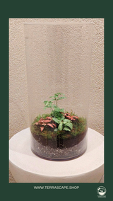 Terrarium L Size